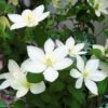 Clématite - Clematis Baby Star -Plantes Vertes Boutique clematite baby star 681526 3