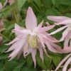 Clématite - Clematis Country Rose -Plantes Vertes Boutique clematite country rose 681388 1