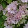Clématite - Clematis Dancing Queen -Plantes Vertes Boutique clematite dancing queen 681370 2
