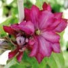 Clématite - Clematis Kaen -Plantes Vertes Boutique clematite kakio 67863 1