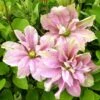 Clématite - Clematis Princesse Alexandra -Plantes Vertes Boutique clematite princess alexandra 681392 1