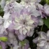 Clématite - Clematis Reflections -Plantes Vertes Boutique clematite reflections 681439 1