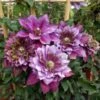 Clématite - Clematis Temptation -Plantes Vertes Boutique clematite temptation 681383 1