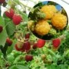 Collection 2 Framboisiers Bio -Plantes Vertes Boutique collection 2 framboisiers bio marastar golden everest 15338 1