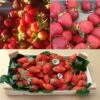 Collection 9 Fraisiers Bio Remontants 1 Collection 9 Fraisiers Bio Remontants -Plantes Vertes Boutique collection 9 fraisiers bio remontants 15337 1