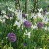 Collection Allium & Iris De Hollande -Plantes Vertes Boutique collection allium iris de hollande 15274 1