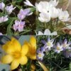 Collection Crocus Botaniques -Plantes Vertes Boutique collection crocus botaniques 53554 1