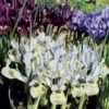 Collection 90 Iris Miniatures -Plantes Vertes Boutique collection iris miniature 83490 1