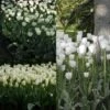 Collection 2 Mois De Tulipes Blanches 2 Collection 2 Mois De Tulipes Blanches -Plantes Vertes Boutique collection tulipes blanches 68234 1