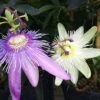 Duo Bicolore De Passiflores - Constance Elliott Et Purple Passion -Plantes Vertes Boutique duo bicolore de passiflores constance elliott et purple passion 87027 1