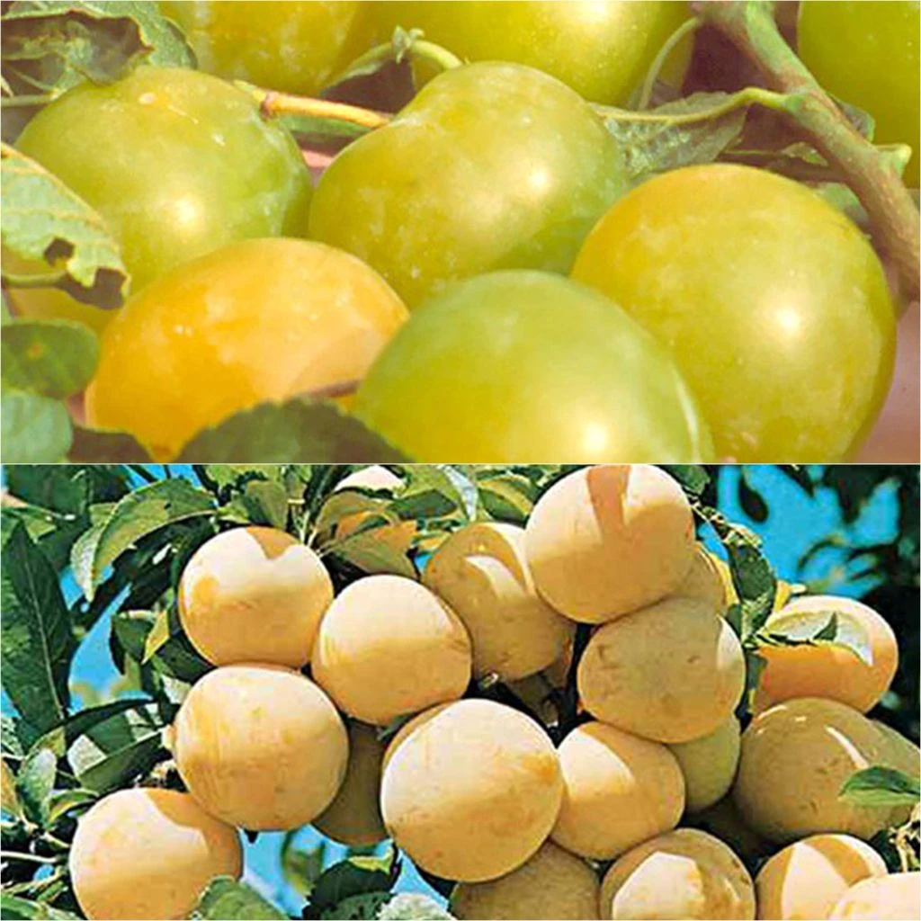 Duo Pollinisateur Reines Claudes Colorées En Gobelet 3 Duo Pollinisateur Reines Claudes Colorées En Gobelet