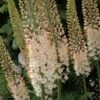 Eremurus Robustus - Lis Des Steppes -Plantes Vertes Boutique eremurus robustus 53577 1