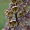 Fritillaire Persica Bicolor Magic Bells -Plantes Vertes Boutique fritillaire bicolor 54975 1