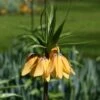 Fritillaire Imperialis Vivaldi* - Couronne Impériale -Plantes Vertes Boutique fritillaire imperiale vivaldi 54498 1
