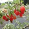 Goji Gojidelys - Lycium Barbarum -Plantes Vertes Boutique gojidelys 16718 2