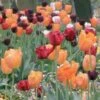 Harmonie De Tulipes Lumiere -Plantes Vertes Boutique harmonie lumiere 64740 1