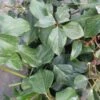 Lierre De Colchide - Hedera Colchica Arborescens (Fall Favorite) -Plantes Vertes Boutique hedera colchica arborescens fall favorite 20cm en pot de3l 86129 1
