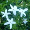 Jasmin Des Açores - Jasminum Azoricum 2 Jasmin Des Açores - Jasminum Azoricum -Plantes Vertes Boutique jasminum azoricum 83639 5