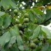 Noyer Commun - Juglans Regia Fernor 2 Noyer Commun - Juglans Regia Fernor -Plantes Vertes Boutique juglans regia fernor 100368 1