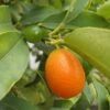 Kumquat Fukushu Ou Jiangsu - Fortunella Obovata 2 Kumquat Fukushu Ou Jiangsu - Fortunella Obovata -Plantes Vertes Boutique kumquat fukushu ou jiangsu fortunella obovata 87033 1