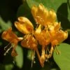 Chevrefeuille X Brownii Golden Trumpet -Plantes Vertes Boutique lonicera golden trumpet 771572 1