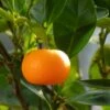 Mandarinier - Citrus Deliciosa - Agrumes -Plantes Vertes Boutique mandarinier 4