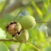 Noyer Commun Weinsberg 1 - Juglans Regia -Plantes Vertes Boutique noyer commun weinsberg 1 juglans regia copyright 1003801 1