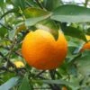 Oranger - Citrus Sinensis - Agrumes -Plantes Vertes Boutique oranger