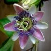 Passiflora Allardii - Fleur De La Passion -Plantes Vertes Boutique passiflora allardii 87026 1