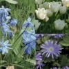 Potée Bleue -Plantes Vertes Boutique potee bleue 511012 1