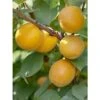 Abricotier - Prunus Armeniaca Bulida -Plantes Vertes Boutique prunus armeniaca bulida 100995 1