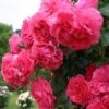 Rosier Grimpant Rosarium Uetersen -Plantes Vertes Boutique rosarium uetersen 712842 3