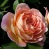 Rosier David Austin Lady Of Shalott -Plantes Vertes Boutique rosier anglais lady of shalot 771463 1