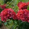 Rosier Arbustif La Reine De La Nuit -Plantes Vertes Boutique rosier arbustif reine de la nuit en racines nues 85817 1