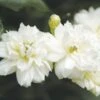 Rosier De Banks Alba Plena - Rosa Banksiae -Plantes Vertes Boutique rosier banks alba plena 771405 1
