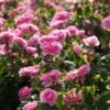 Rosier David Austin Gertrude Jekyll -Plantes Vertes Boutique rosier david austin gertrude jekyll 665072