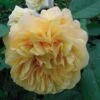 Rosier Ancien Fragrant Old Yellow 1 Rosier Ancien Fragrant Old Yellow -Plantes Vertes Boutique rosier fragant old yellow 771501 1