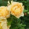 Rosier David Austin Golden Celebration -Plantes Vertes Boutique rosier golden celebration 66521 1