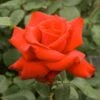 Rosier à Grandes Fleurs Grande Amore -Plantes Vertes Boutique rosier grande amore 771444 1
