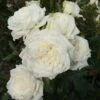 Rosier Grimpant Alaska -Plantes Vertes Boutique rosier grimpant alaska 15617 1