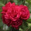 Rosier Grimpant Blaze Superior (Blaze Improved, Demokracie) -Plantes Vertes Boutique rosier grimpant blaze superior 15619 1