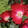 Rosier Grimpant Dortmund -Plantes Vertes Boutique rosier grimpant dortmund 771490 1