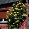 Rosier Grimpant Golden Showers -Plantes Vertes Boutique rosier grimpant golden showers 169952 1