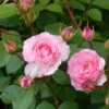 Rosier Grimpant Mini Eden Rose 1 Rosier Grimpant Mini Eden Rose -Plantes Vertes Boutique rosier grimpant mini eden rose 657872 1