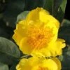 Rosier Nain Lemon Fizz 1 Rosier Nain Lemon Fizz -Plantes Vertes Boutique rosier nain lemon fizz 855882 1