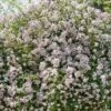 Rosier Liane Paul's Himalayan Musk -Plantes Vertes Boutique rosier paul himalayan musk 771550 1