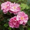 Rosier Rugosa Thérèse Bugnet -Plantes Vertes Boutique rosier rugosa therese bugnet 169922 1