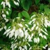 Schizophragma Integrifolia - Hydrangée à Feuilles Entières -Plantes Vertes Boutique schizophragma integrifolia 67800 1