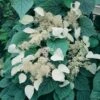 Schizophragma Hydrangeoides Moonlight -Plantes Vertes Boutique schizophragma moonlight 771567 1