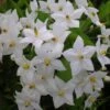 Solanum Jasminoides Album -Plantes Vertes Boutique solanum jasminoides album 491544 3